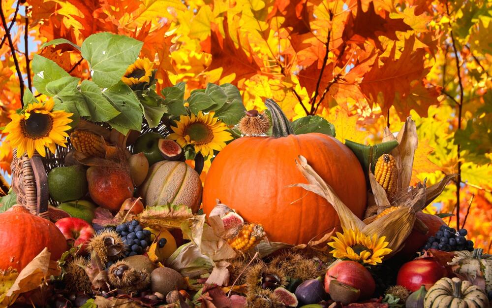 Thanksgiving pumpkin,sunflowers,fall leaves and corn