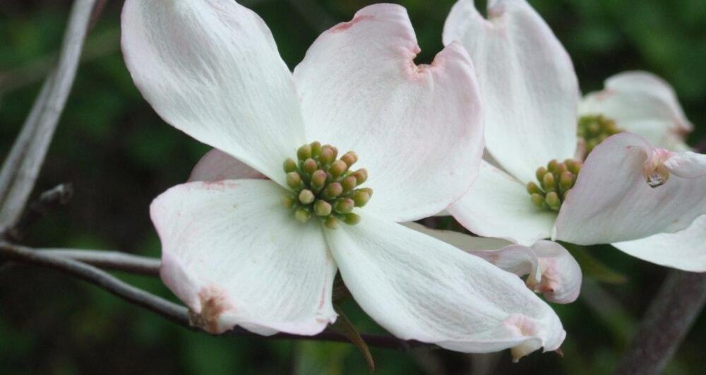 pink and white dogwood flowers blooming