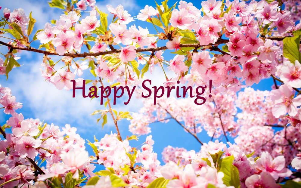 Pink cherry blossoms blooming with a blue sky backdrop